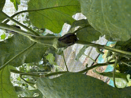 Thrips sur culture d'aubergines sous abri